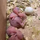 فروخ بادجي