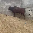 ثور للبيع الموقع هروب
