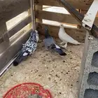 حمام وطلبات للبيع