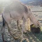 بكره للبيع