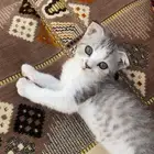 كيتن سكوتش