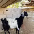 عنز مضرع