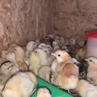 صيصان فواتح شرط محصنه عمر 5 ايام