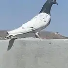 حمام باكستاني