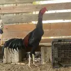 ديك سندي