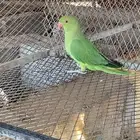 ببغاء دره هندي