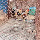 ديكه بلاديه
