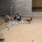 3 دجاج و 3 ديكة و فرخ للبيع تبيض و تحضن