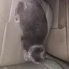 قطو ذكر للبيع