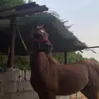 خيل شعبي كفو