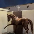 حصان شعبي شيخ الحصان حار و يطرب الخيال الحصان سبوق له مكاسب