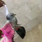 حمامه للبيع