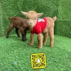 ماعز القزم