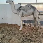 بكره مقروده