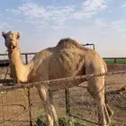 ركبي للبيع مهو مخصي