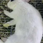 للبيع ارنب الغزم ذكر