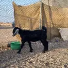 التيوس العمر شهرين فل شحم الموقع الصلصله