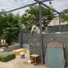 حصان شعبي