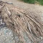جريد نخل ويوجد فسائل