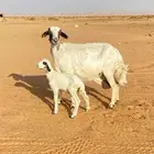 حريه تابع