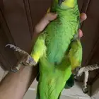 أمزوني بلوفرنتد جاكو اليف حمامه تم البيع