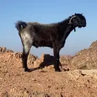 تيس شامي