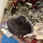 جربكس كرسيدا 96