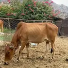 ما شاء الله بقرة واصل