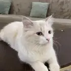 مطلوب قطه انثى للتزاوج