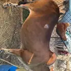 بقره صغيرة سن مقربه مشروطه