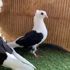 قطايف مكتف