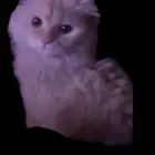 قط مفقود في حي السمراء