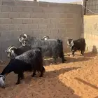 البيع معزا عوارض مقرعات وواحده دافع لها شهرين