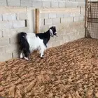 عنز طيبه دافع