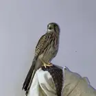 شبوط الحق ما تلحق