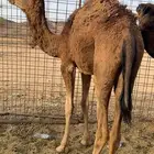 حشو بكار للبيع