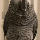ببغاء كاسكو افريقي