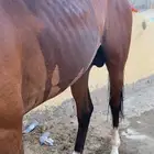 حصان شعبي