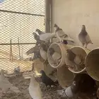 حمام سلفر وفرنسي