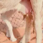 نعجه حريه عليها رخل كفو