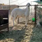 طلي حري جذع صنف