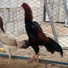 ديك ودجاجه مكس شامو