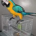 للبيع ببغاء المكاو بصحة جيده