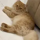 قط ذكر للتبني بحفر الباطن