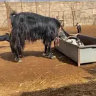 عنز عارضيه ( تم البيع )