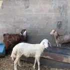 خروف 4شهور فل