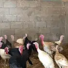 دجاج رومي