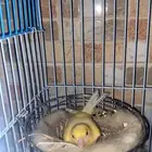 انثى كناري