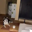 هاسكي بيور