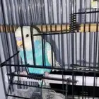 عصفور زينه ذكر